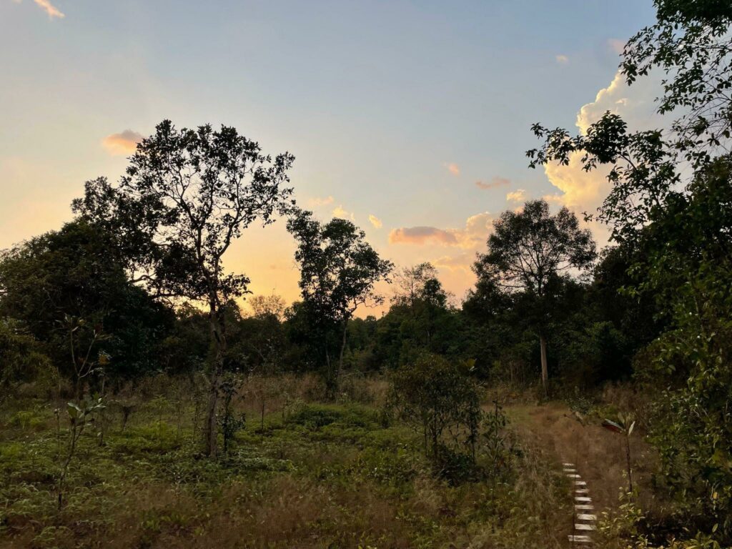 Cambodia Forest