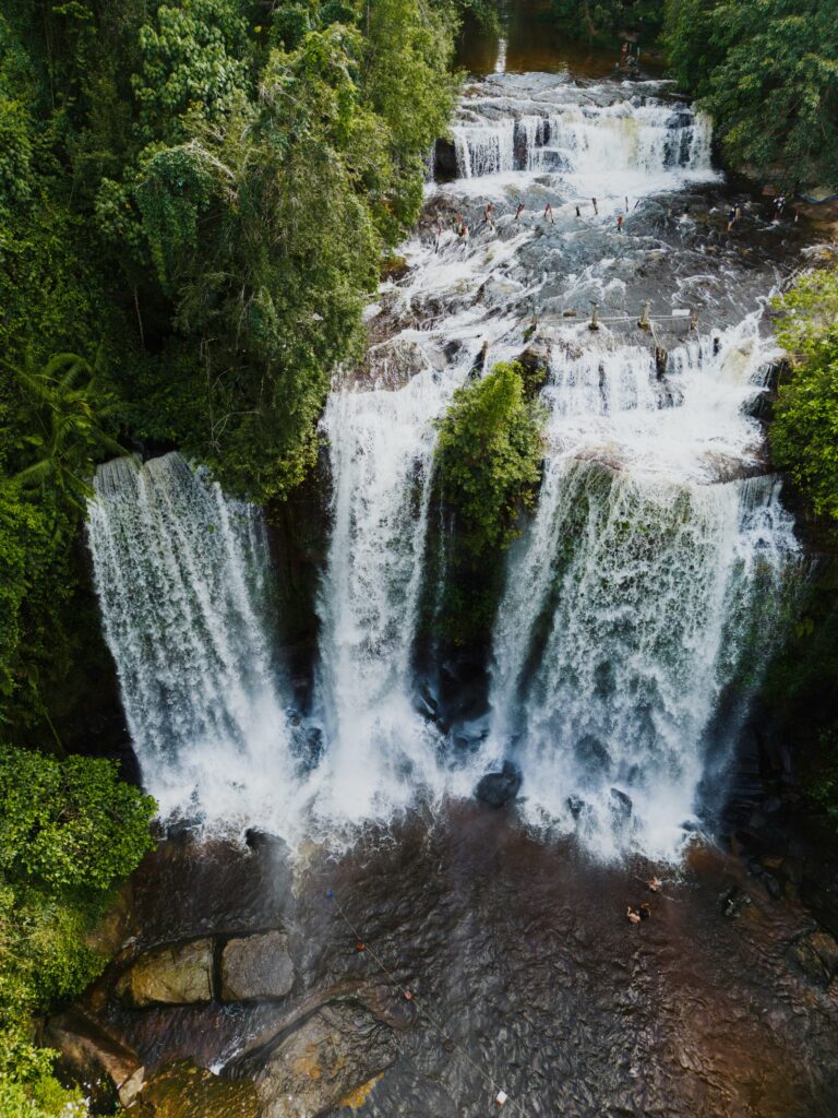 Cambodia Forest