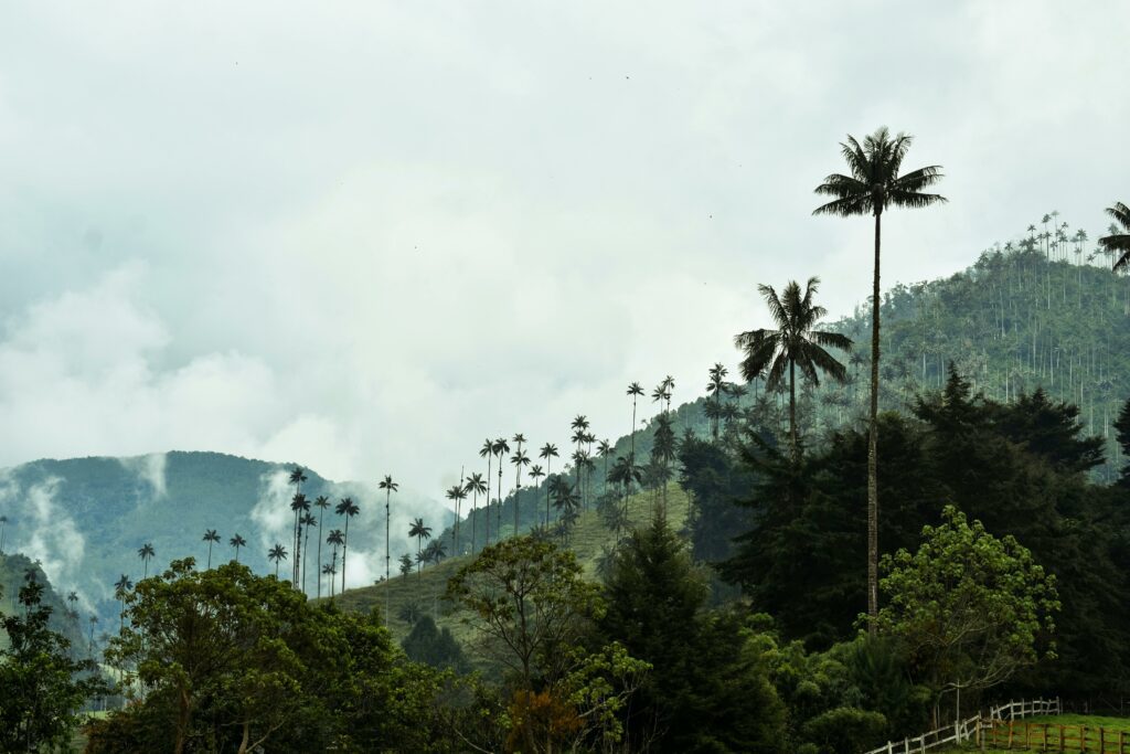 Cocora Valley