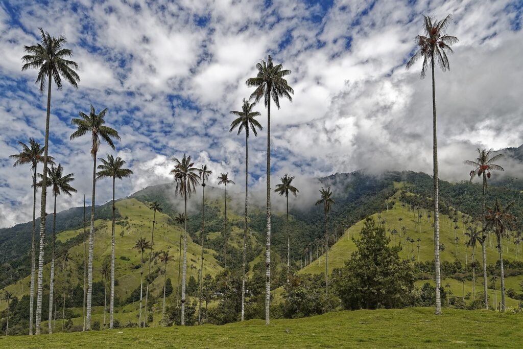 Valle de Cocora