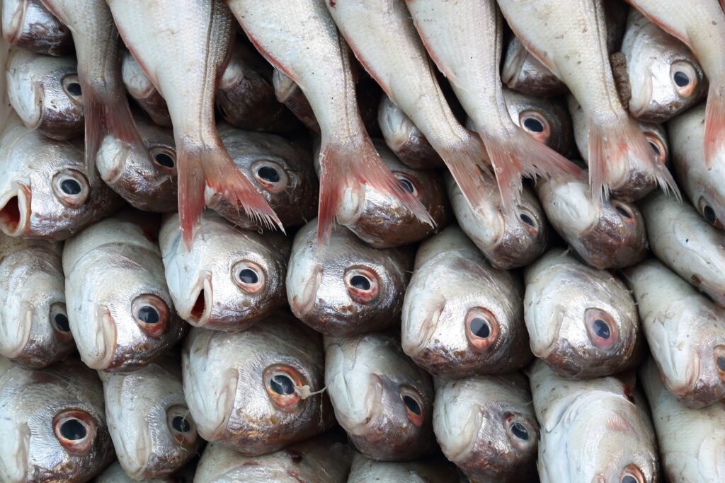 Essaouira fish