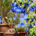 Marjorelle Garden