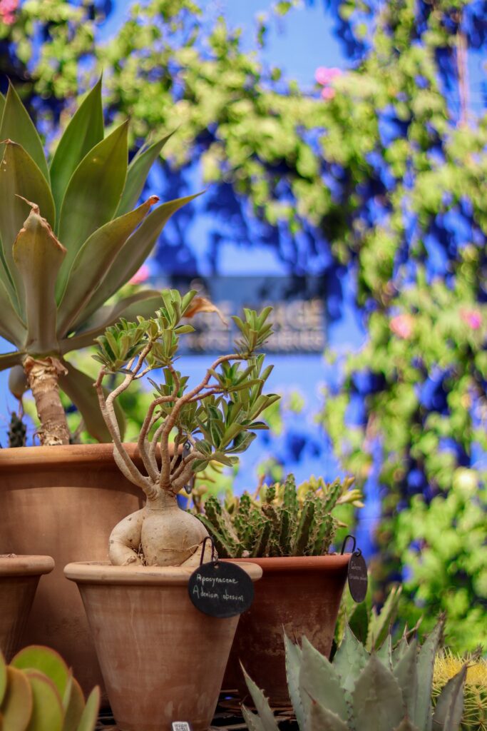 Marjorelle Garden