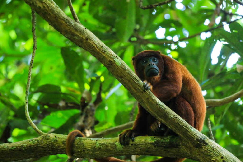 Orangutan Amazon Forest