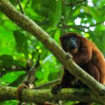 Orangutan Amazon Forest