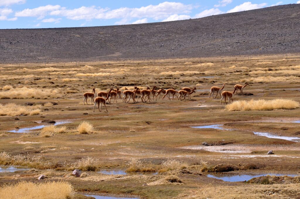 Andean Mountains