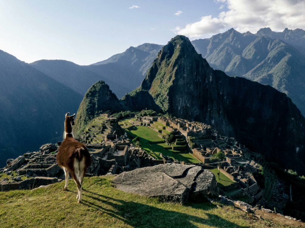 lama in the top of Machu Picchu