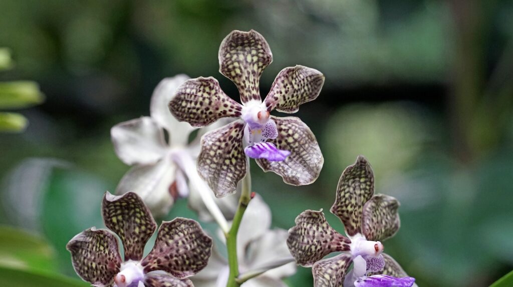 Flower in Singapore Botanic Gardens