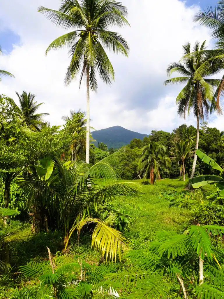 Nature in KohPhangan