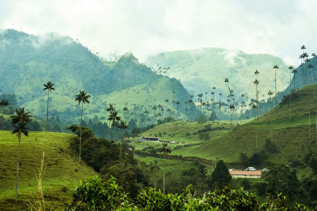 Cocora Valley