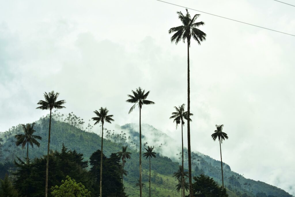 Cocora Valley, Wax Palm Forest