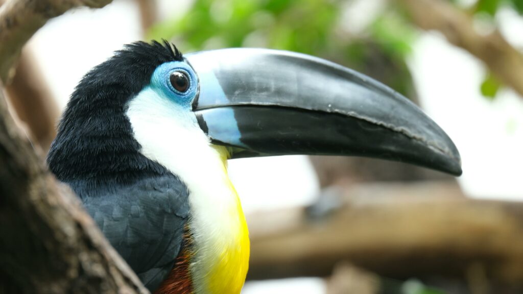 Cocora Valley, Birdwatching