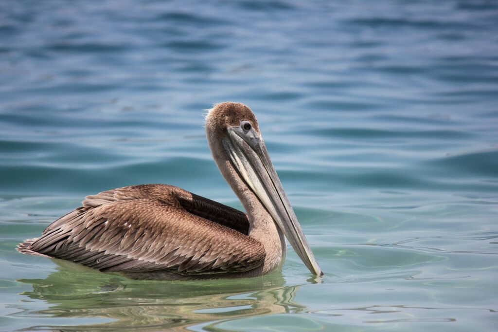 Tayrona birds