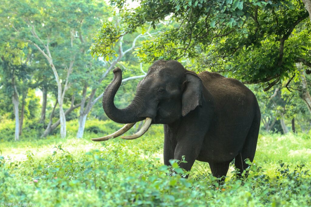 Thailand Elephant