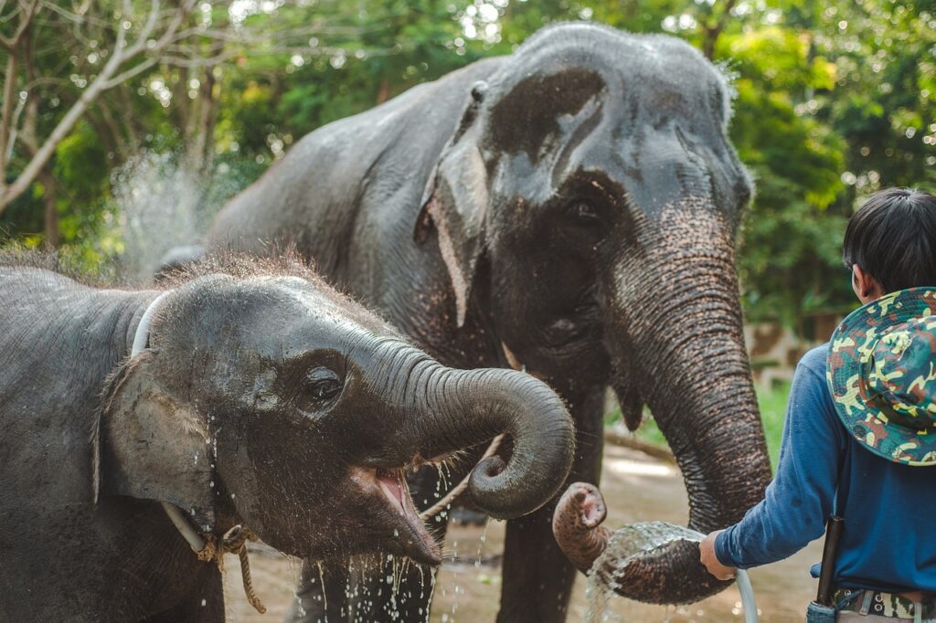 Elephant Sanctuary