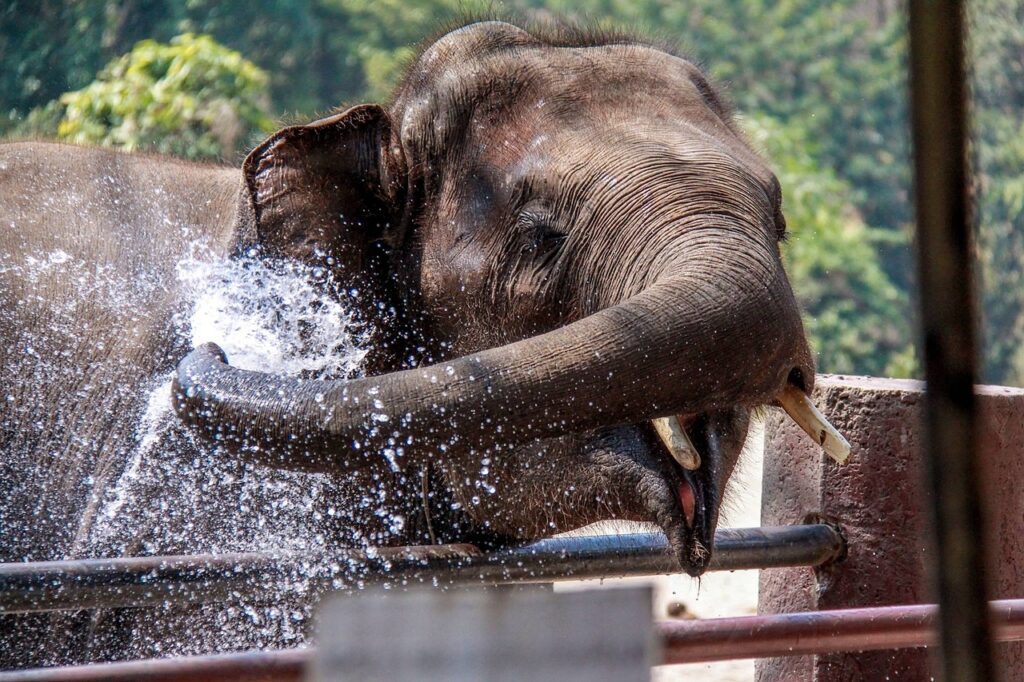 Elephant playing with water