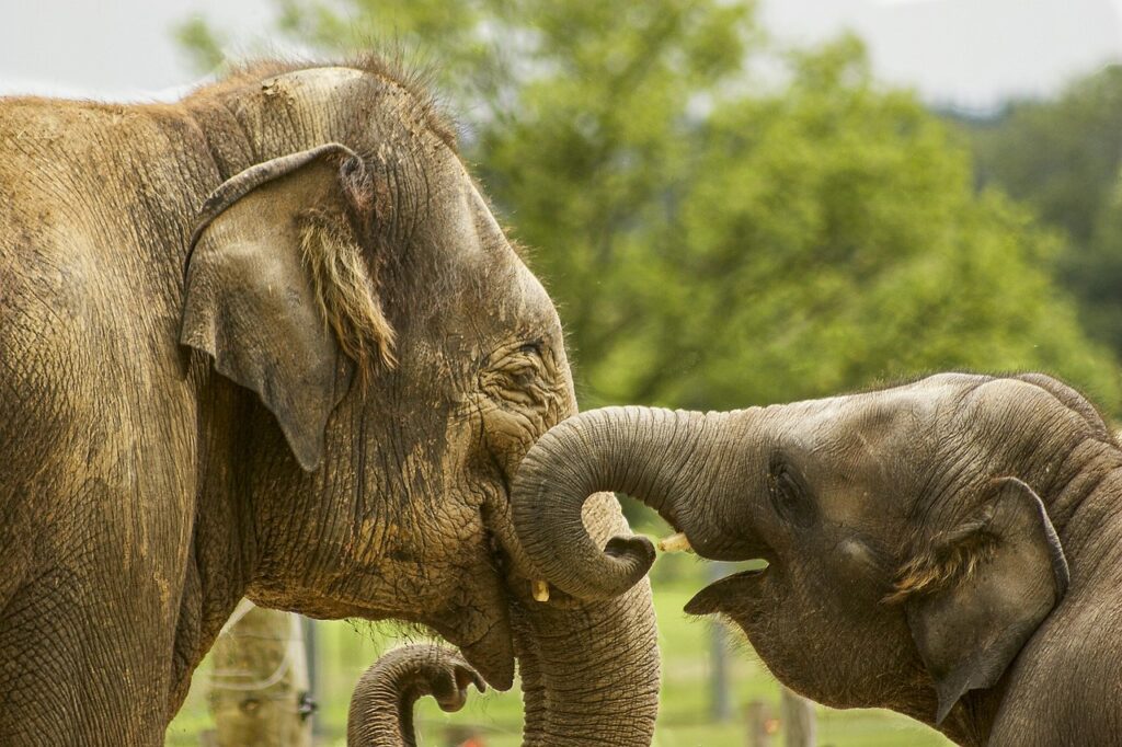 Elephants in thailand