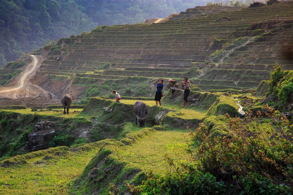 Terraced Rice Fields