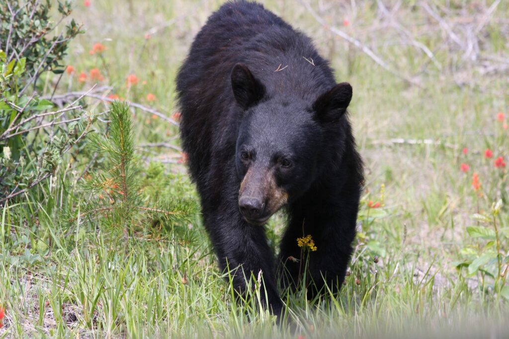 Bear in Jasper National Park