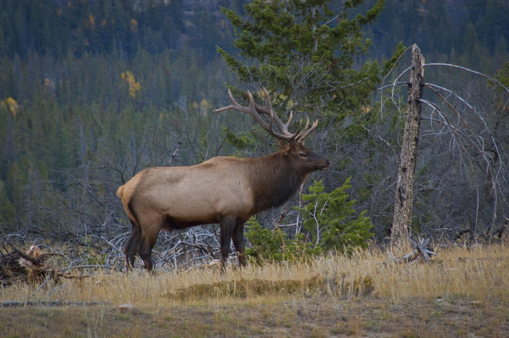 Elk in Jasper National Park