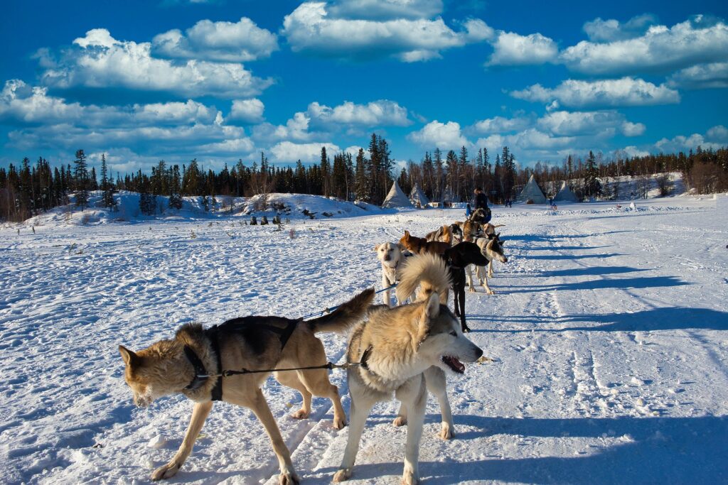 Dog Sledding at Yellowknife