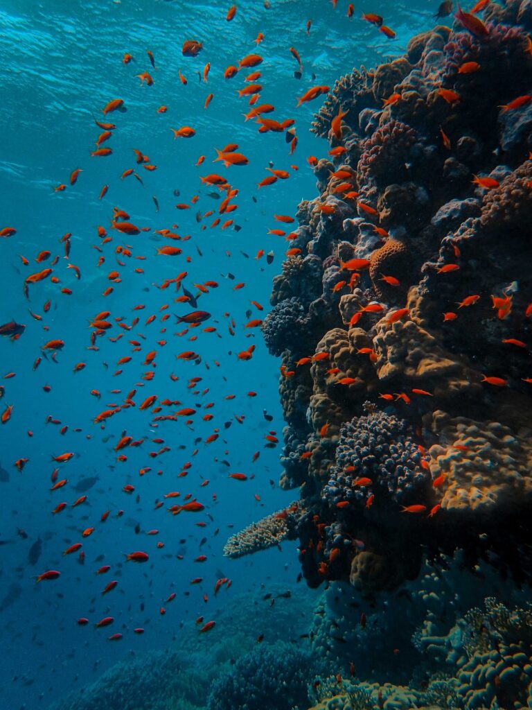 Diving Red Sea