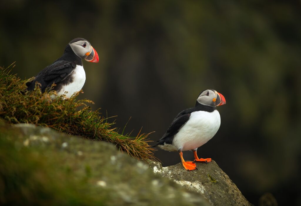 puffins