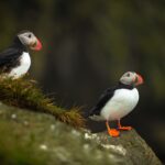 puffins