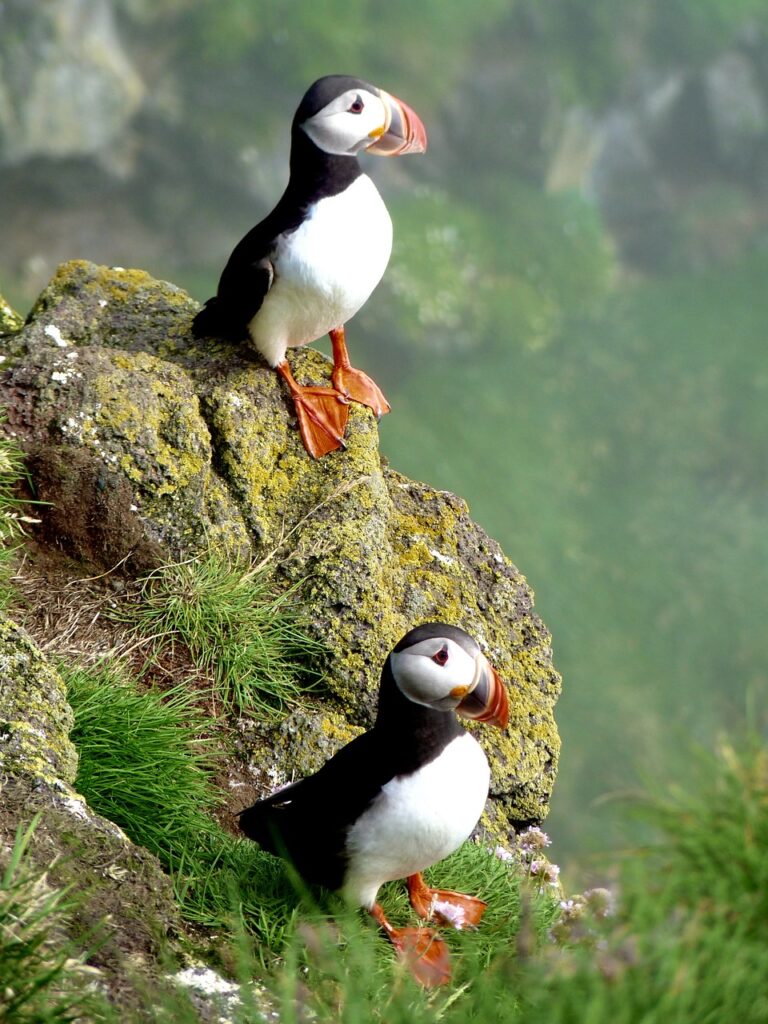 puffins