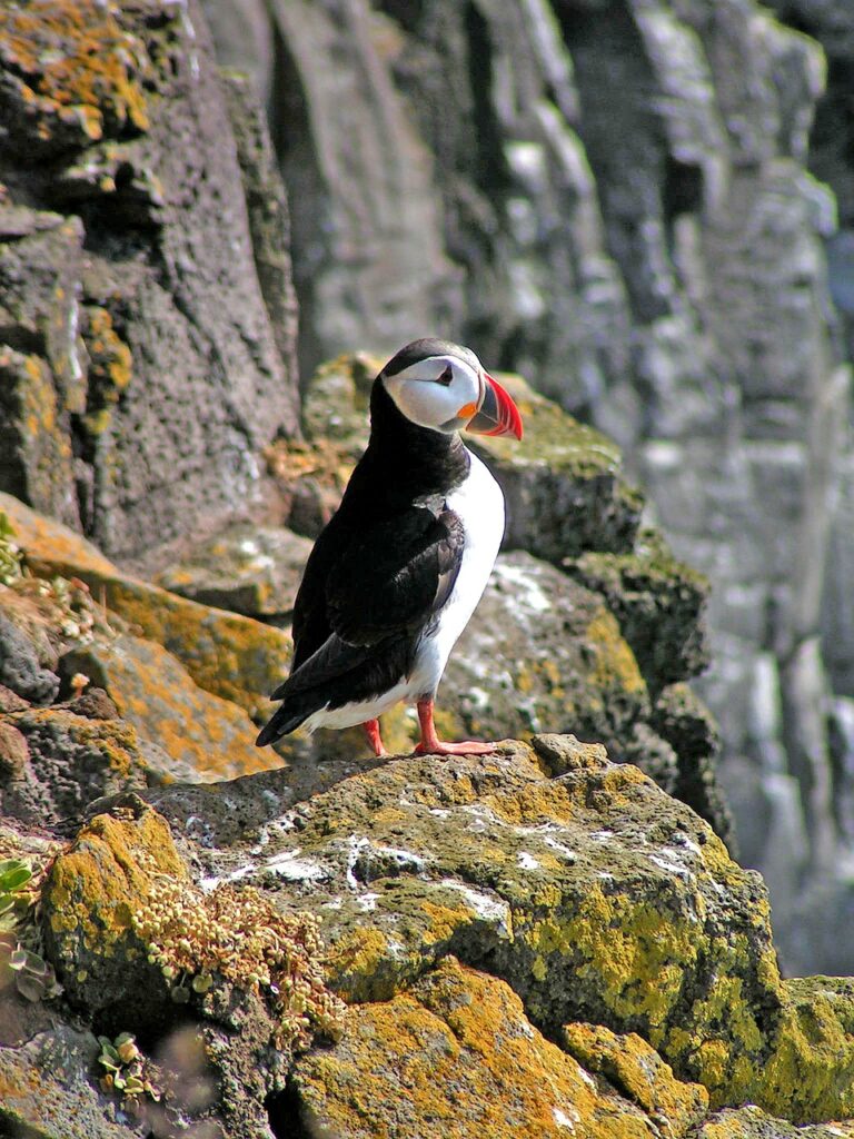 westfjords puffins