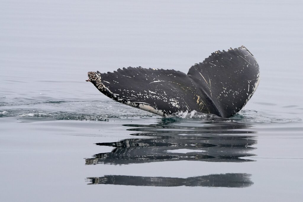 Whale Watching