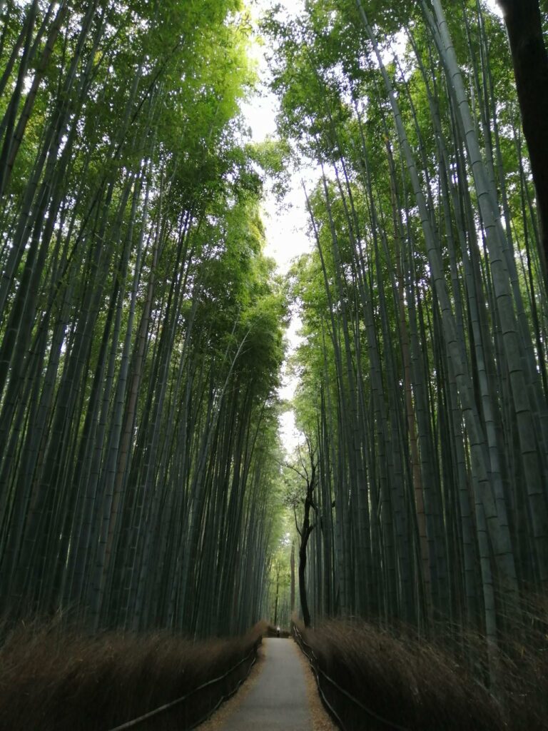 Arashiyama Bamboo Grove