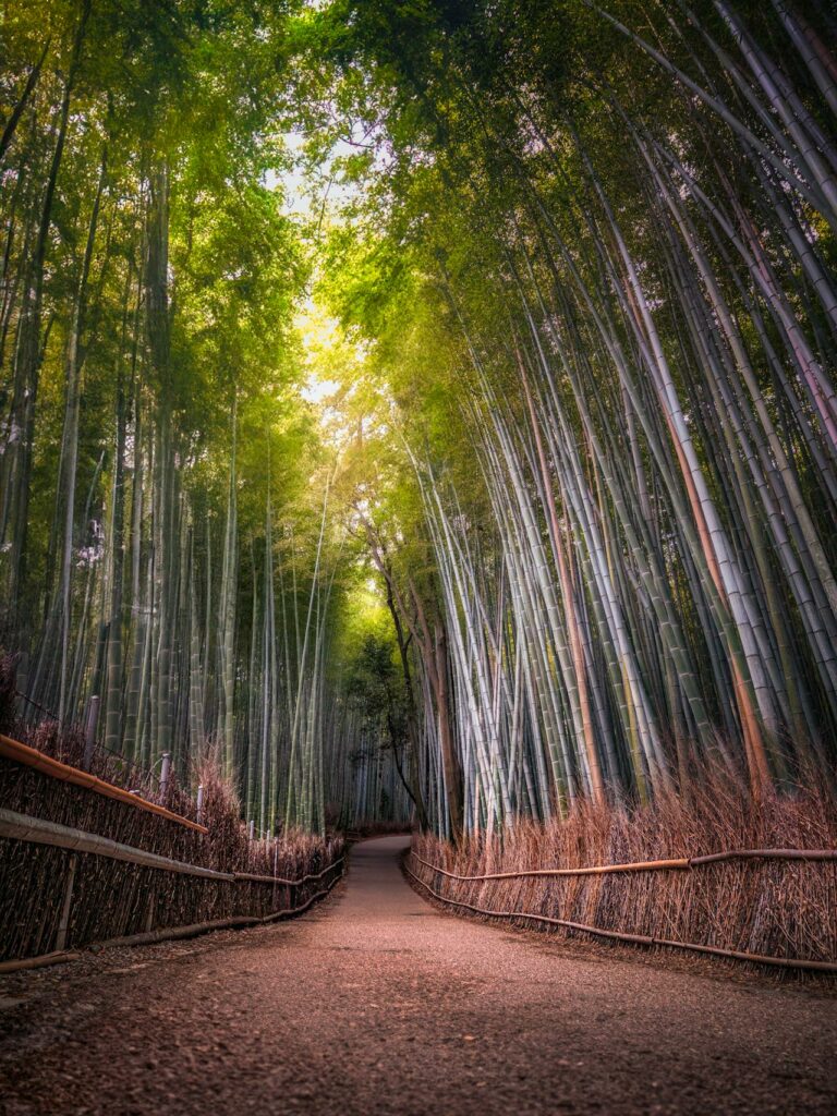 The Bamboo Path