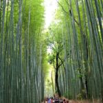 Arashiyama Bamboo Grove