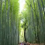 Arashiyama Bamboo Grove