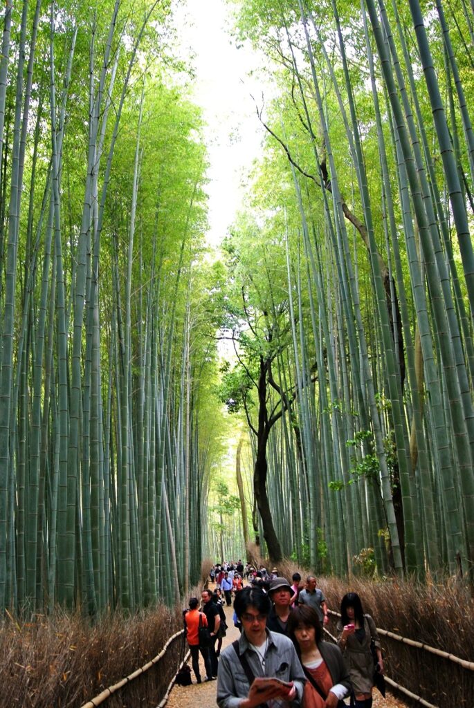 Arashiyama Bamboo Grove