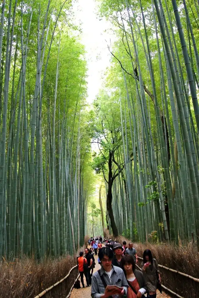 Arashiyama Bamboo Grove