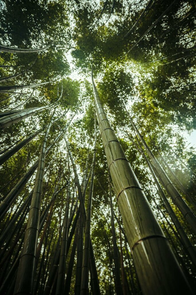 Arashiyama Bamboo Grove