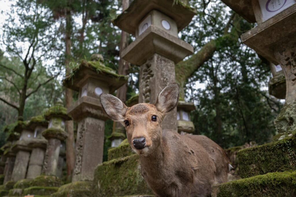 Nara