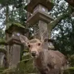 Nara