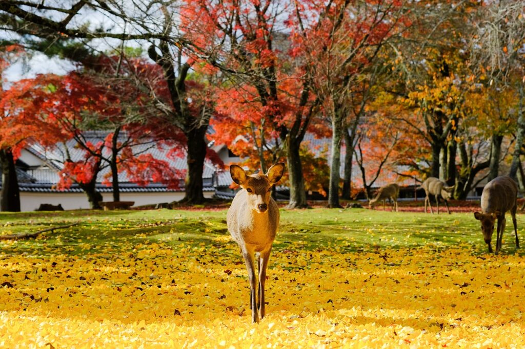 Nara