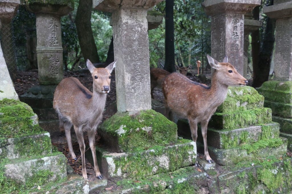 Kasuga Taisha Shrine