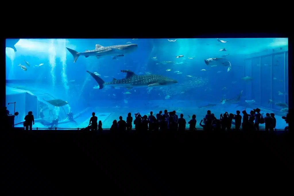 Churaumi Aquarium