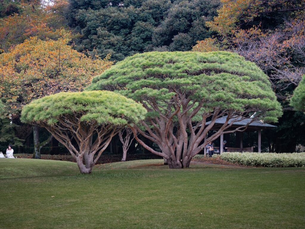 Shinjuku Gyoen National Garden