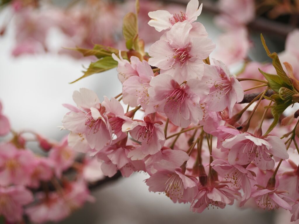 Ueno Park Cherry Blossoms