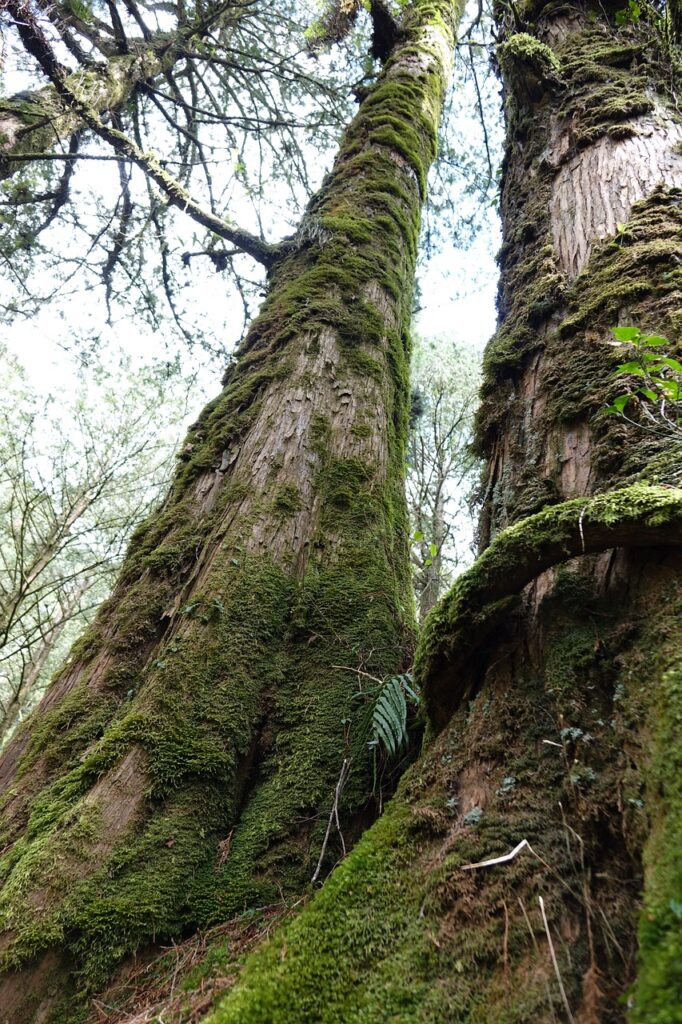 Alishan Cypress