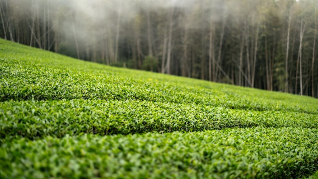 Alishan Tea plantation