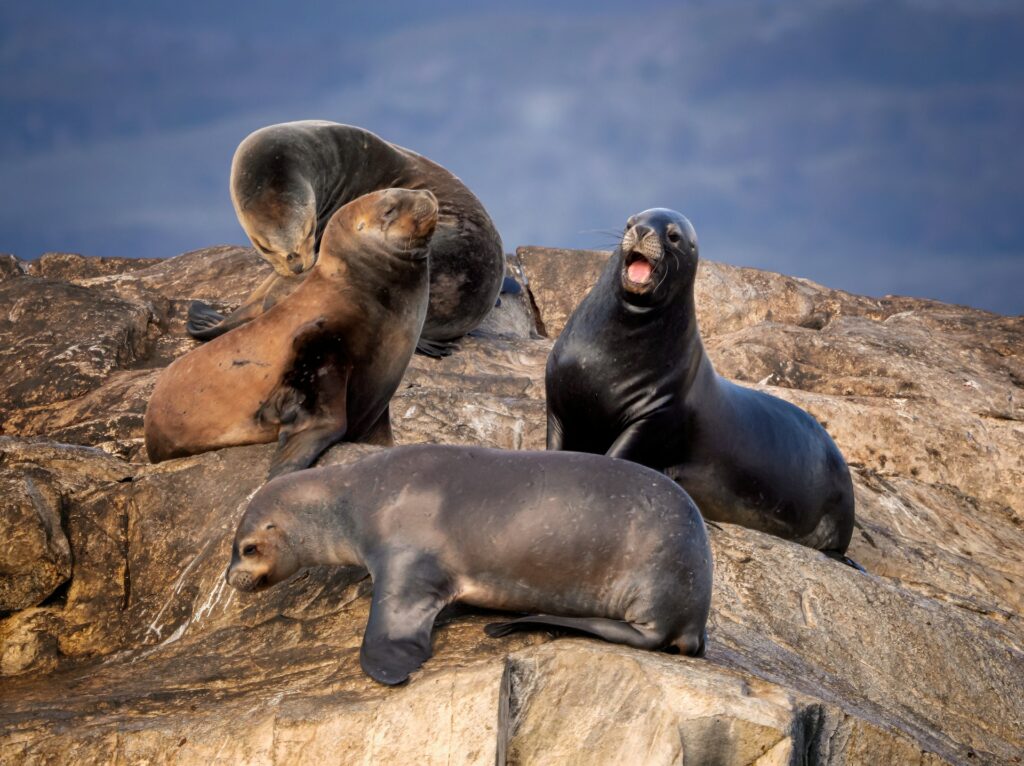 Beagle channel