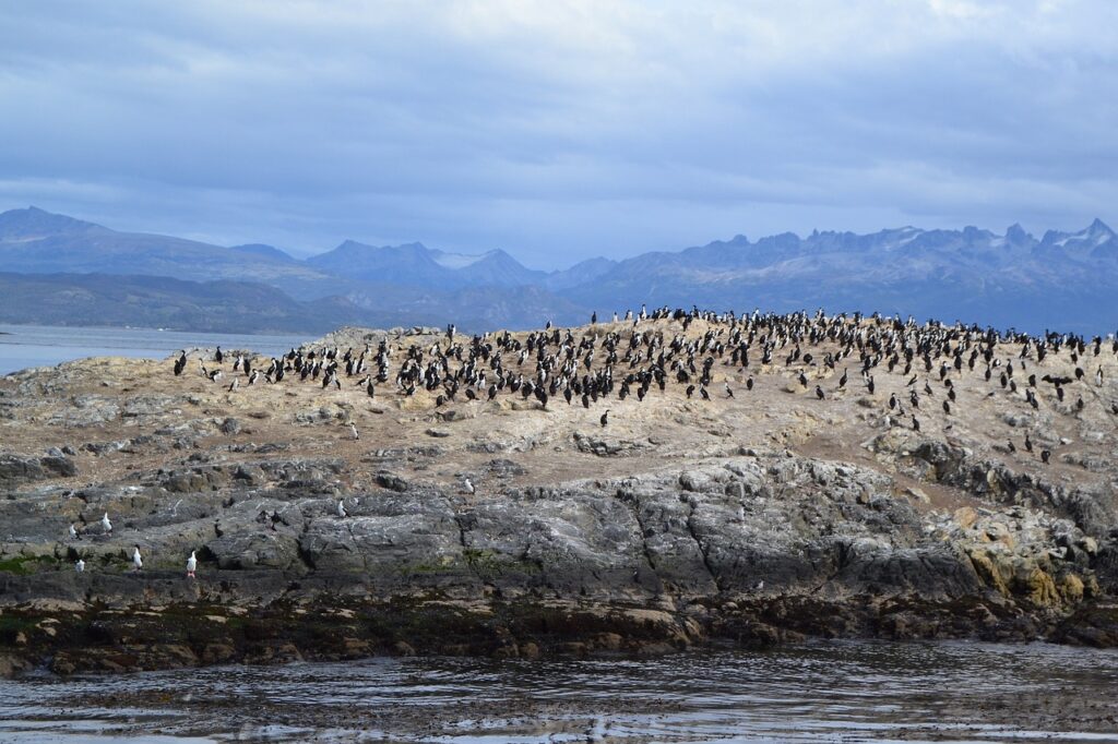 Ushuaia, Isla Martillo