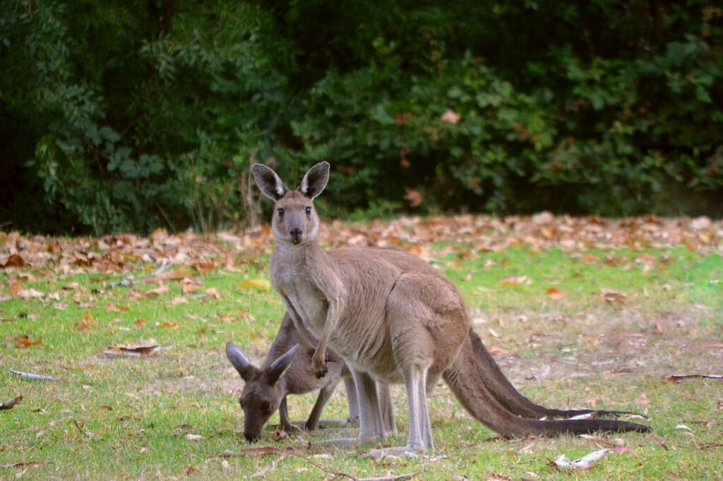 Kangaroo, Conservation Parks